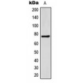 LifeSab™ FATP5 Rabbit pAb (50 µl)