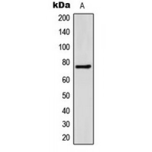 LifeSab™ FATP5 Rabbit pAb (50 µl)