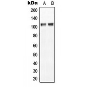 LifeSab™ NGEP Rabbit pAb (50 µl)