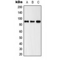 LifeSab™ ZAK Rabbit pAb (50 µl)
