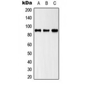 LifeSab™ ZAK Rabbit pAb (50 µl)