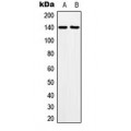 LifeSab™ MOV10L1 Rabbit pAb (50 µl)