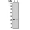 LifeSab™ MRPL17 Rabbit pAb (50 µl)