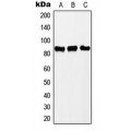 LifeSab™ PNPT1 Rabbit pAb (50 µl)