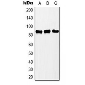 LifeSab™ PNPT1 Rabbit pAb (50 µl)