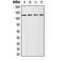 LifeSab™ Adenylate Cyclase 4 Rabbit pAb (50 µl)