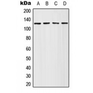 LifeSab™ Adenylate Cyclase 4 Rabbit pAb (50 µl)