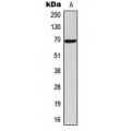 LifeSab™ NT5C1B Rabbit pAb (50 µl)