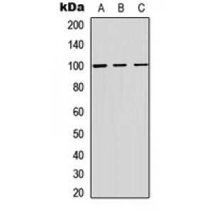 LifeSab™ ADAM12 Rabbit pAb (50 µl)