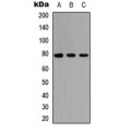 LifeSab™ AF3P21 Rabbit pAb (50 µl)