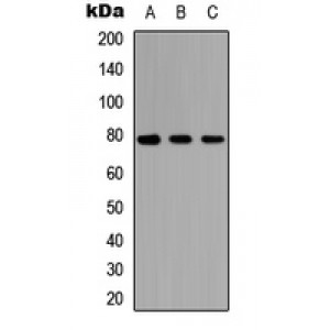 LifeSab™ AF3P21 Rabbit pAb (50 µl)