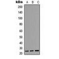LifeSab™ AID Rabbit pAb (50 µl)