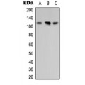 LifeSab™ ARHGAP30 Rabbit pAb (50 µl)