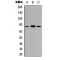 LifeSab™ Ataxin 7L2 Rabbit pAb (50 µl)