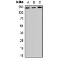 LifeSab™ BAP28 Rabbit pAb (50 µl)
