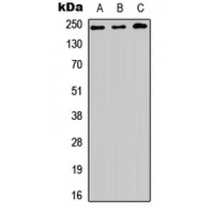 LifeSab™ BAP28 Rabbit pAb (50 µl)