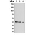 LifeSab™ Beta-tubulin Rabbit pAb (50 µl)