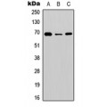 LifeSab™ BGT-1 Rabbit pAb (50 µl)