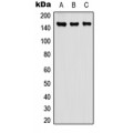 LifeSab™ Carboxypeptidase D Rabbit pAb (50 µl)