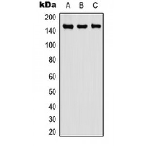 LifeSab™ Carboxypeptidase D Rabbit pAb (50 µl)