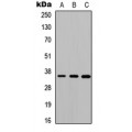 LifeSab™ Cathepsin O Rabbit pAb (50 µl)