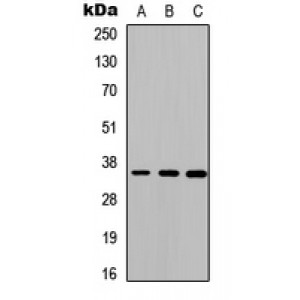LifeSab™ Cathepsin O Rabbit pAb (50 µl)