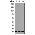 LifeSab™ CD269 Rabbit pAb (50 µl)
