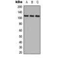 LifeSab™ CD41 HC Rabbit pAb (50 µl)