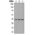 LifeSab™ CD66c Rabbit pAb (50 µl)
