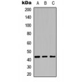 LifeSab™ Cytochrome P450 27C1 Rabbit pAb (50 µl)