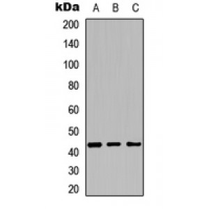 LifeSab™ Cytochrome P450 27C1 Rabbit pAb (50 µl)