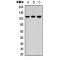 LifeSab™ DDEF2 Rabbit pAb (50 µl)