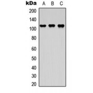 LifeSab™ DDEF2 Rabbit pAb (50 µl)