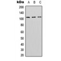 LifeSab™ DNMT3A Rabbit pAb (50 µl)