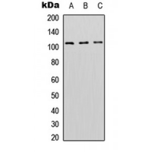 LifeSab™ DNMT3A Rabbit pAb (50 µl)