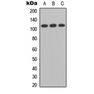 LifeSab™ Enterokinase LC Rabbit pAb (50 µl)
