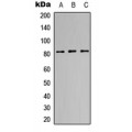 LifeSab™ EPX HC Rabbit pAb (50 µl)