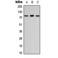 LifeSab™ FIGNL1 Rabbit pAb (50 µl)