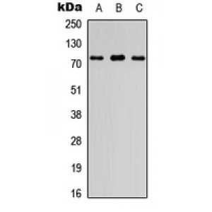 LifeSab™ FIGNL1 Rabbit pAb (50 µl)