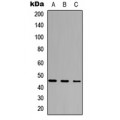 LifeSab™ FoxD4L5 Rabbit pAb (50 µl)