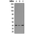 LifeSab™ FPR3 Rabbit pAb (50 µl)