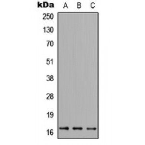 LifeSab™ FUNDC1 Rabbit pAb (50 µl)