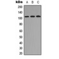 LifeSab™ GCP2 Rabbit pAb (50 µl)