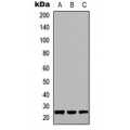LifeSab™ GH1 Rabbit pAb (50 µl)