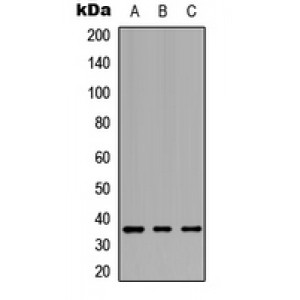 LifeSab™ GPCR19 Rabbit pAb (50 µl)