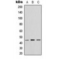 LifeSab™ GPR13 Rabbit pAb (50 µl)