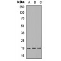 LifeSab™ IMMP1L Rabbit pAb (50 µl)