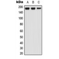 LifeSab™ LTBP1 Rabbit pAb (50 µl)