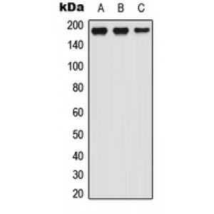 LifeSab™ LTBP1 Rabbit pAb (50 µl)