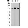 LifeSab™ M-CSF Rabbit pAb (50 µl)